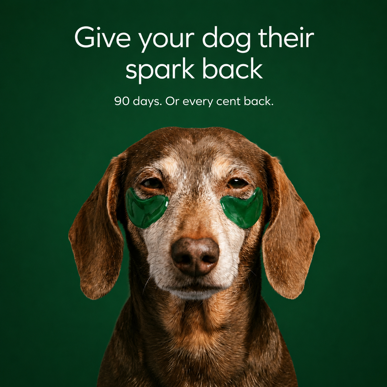 Sepili– the complete 4-layer liquid formula for aging dogs